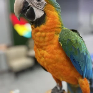 Macaw Catalina Hybrid - Parrots for sale.