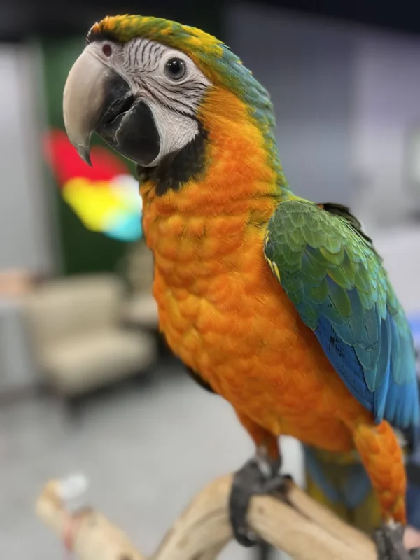 Macaw Catalina Hybrid - Parrots for sale.