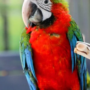 Macaw Harlequin Baby - Parrots for sale.