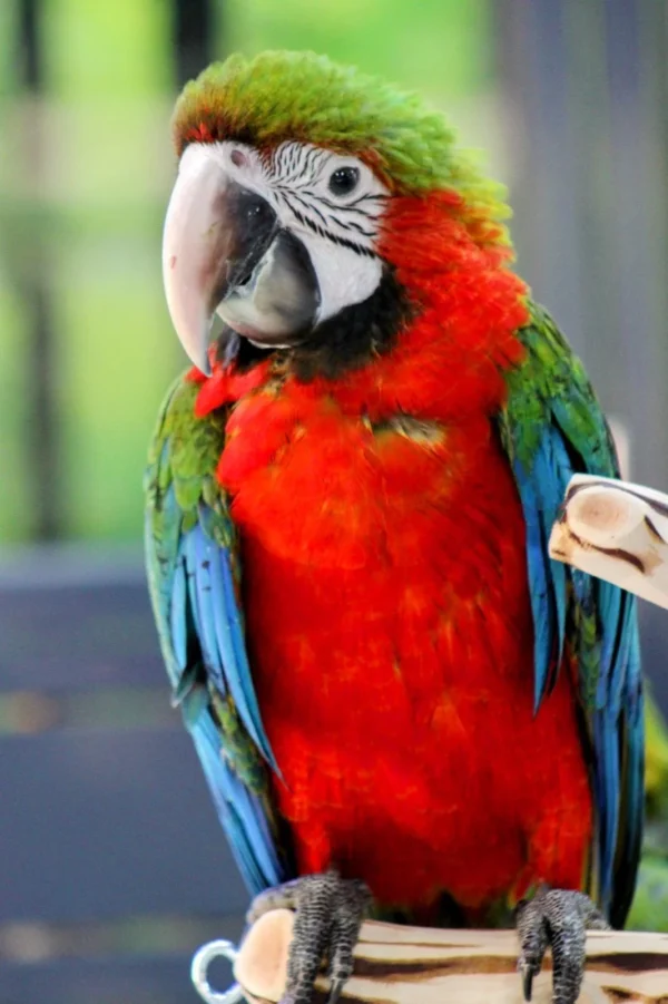 Macaw Harlequin Baby - Parrots for sale.