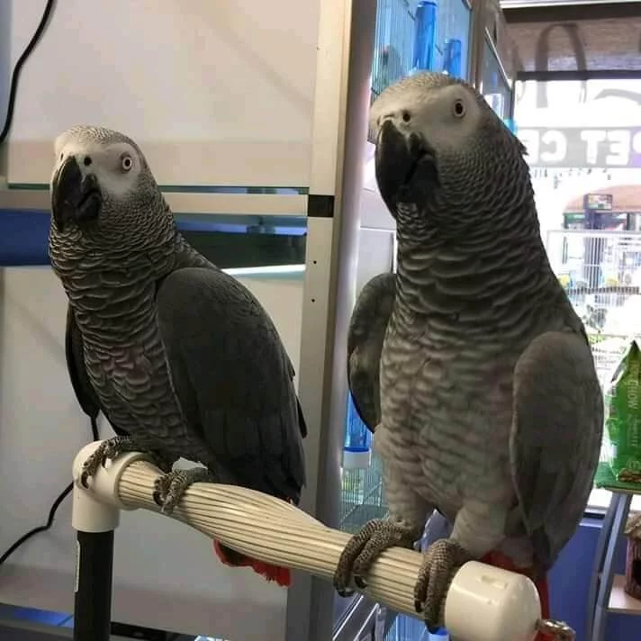 Parrot sales online store - Parrots for sale.