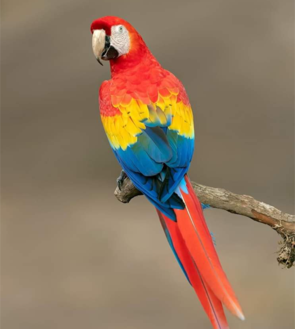 Mickey- Rainbow Macaw Parrot - Parrots for sale.