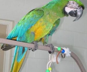 Affordable Parrots for Sale: Your Ultimate Guide