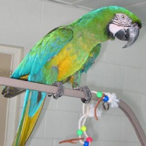 Affordable Parrots for Sale: Your Ultimate Guide