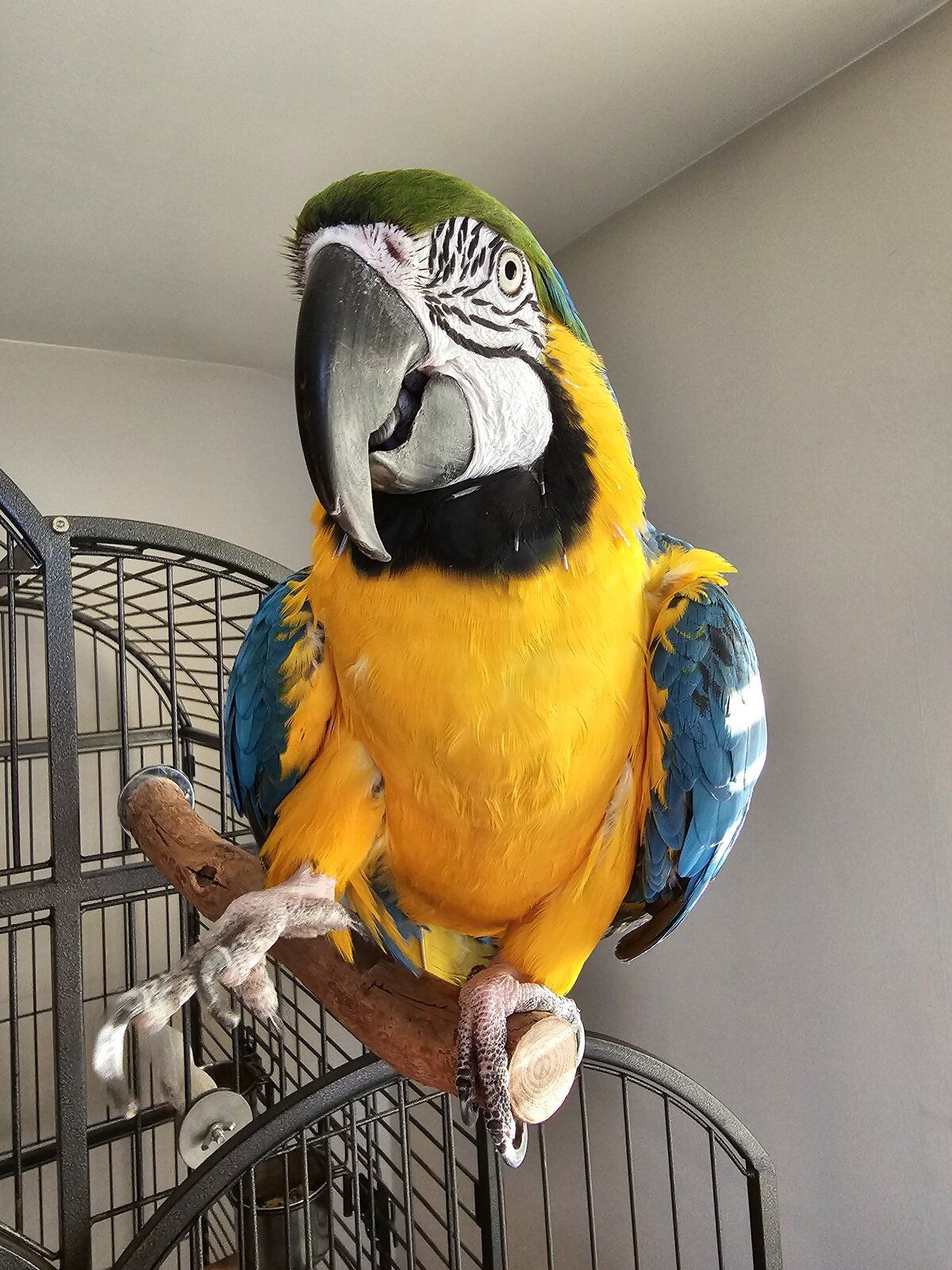 Parrots for sale