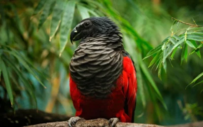 Understanding the Price of Dracula Parrots: A Comprehensive Guide to Buying and Caring for These Exotic Birds 🦜💰