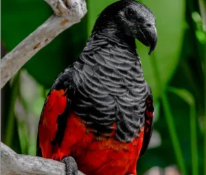 Dracula parrots - Parrots for sale