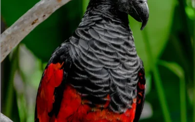 Discovering the Dracula Parrot: Your Ultimate Guide to Finding, Purchasing, and Caring for These Exotic Birds 🦜✨