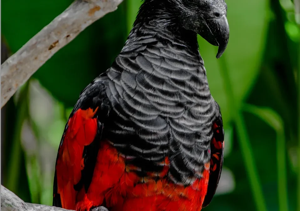 Discovering the Dracula Parrot: Your Ultimate Guide to Finding, Purchasing, and Caring for These Exotic Birds 🦜✨