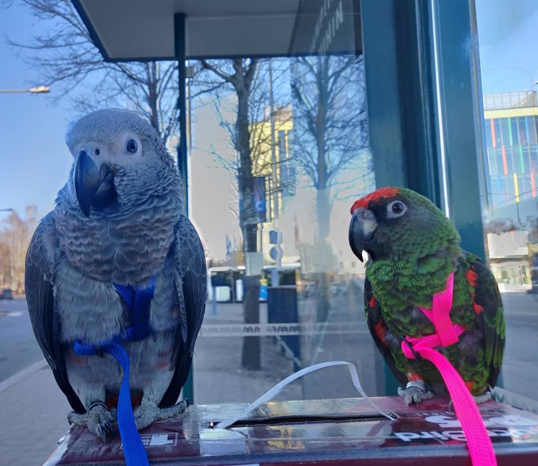 Buy hand-raised parrots