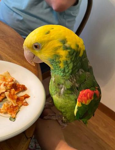 parrots food guide - Parrots for sale.