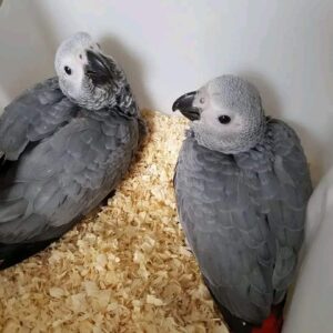 2 Baby African Grey Parrots