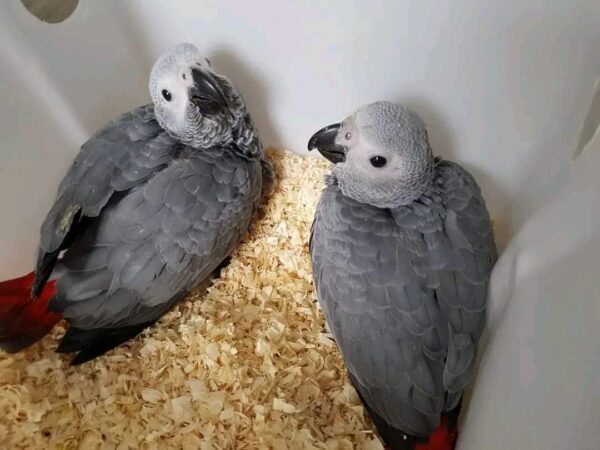 2 Baby African Grey Parrots