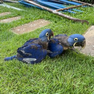 2 Baby Hyacinth Macaw parrots