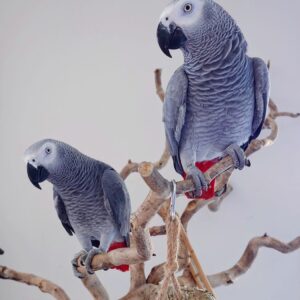 2 Congo African Grey Parrots