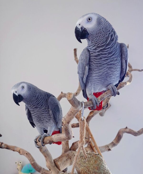 2 Congo African Grey Parrots