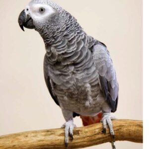 African Grey Congo Parrots For Sale Online - Live Parrots