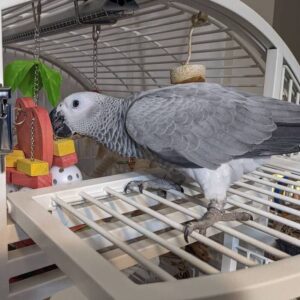 African Grey Parrot