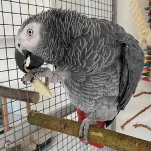 African Grey Parrot