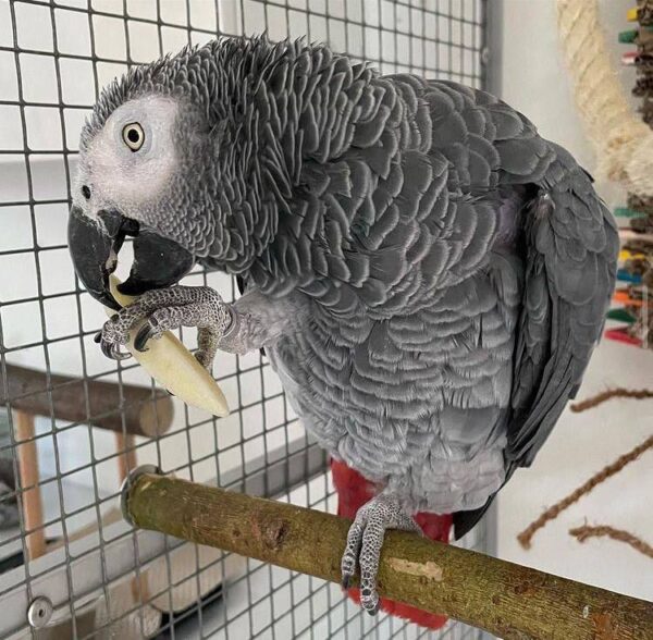 African Grey Parrot