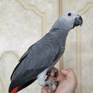 African Grey Parrot