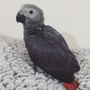 African Grey parrot