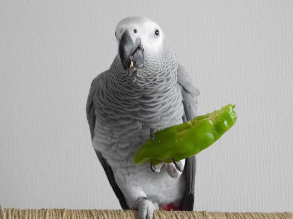 African Grey Parrot