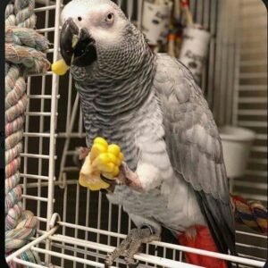 African Grey Parrot