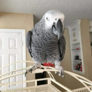 African Grey Parrot