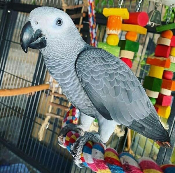 African Grey Parrot