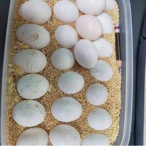 Amazon Parrot Eggs