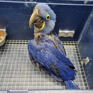 Baby Hyacinth Macaw Bird