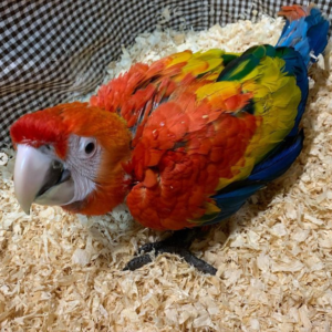 Baby Scarlet macaw parrot