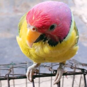 Banti – Buy Plum Headed Parakeet Online