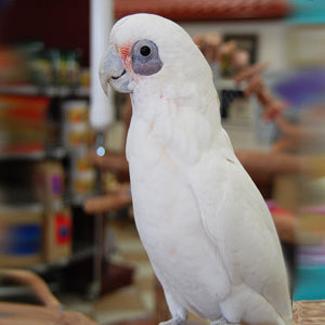 Bare Eyed Cockatoo