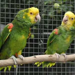 Bently & Betty- Yellow head Amazon parrots pair