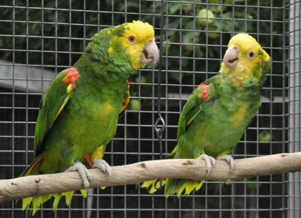 Bently & Betty- Yellow head Amazon parrots pair