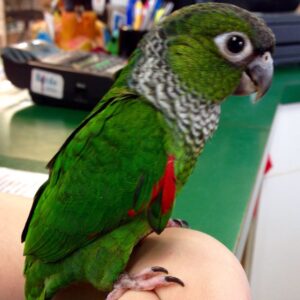 Black Capped Conure Parrots For Sale Online - Live Parrots