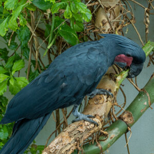 Black Palm Cockatoo Parrots For Sale Online - Live Parrots