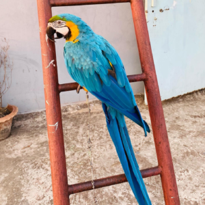 Blue and Gold Macaw parrot - Paris