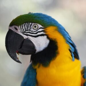 Blue and Gold Macaw Parrots For Sale Online - Live Parrots