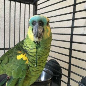 Blue Fronted Amazon Parrot