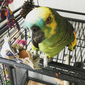 Blue Fronted Amazon Parrot