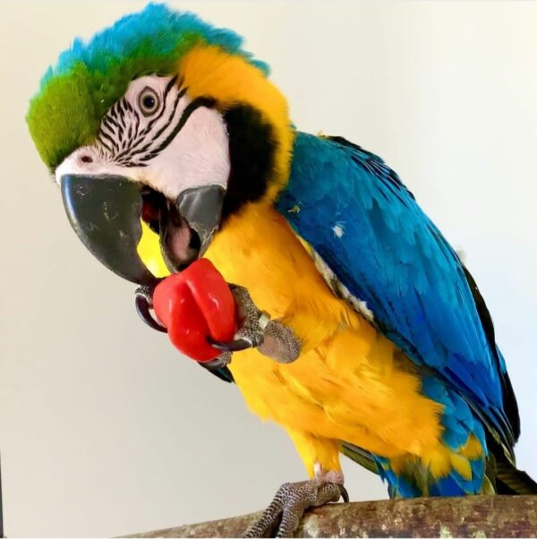 Blue & Gold Macaw Parrots