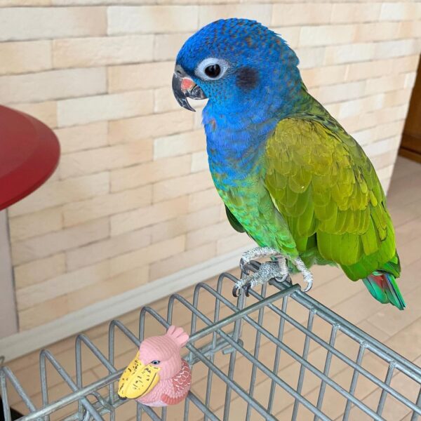 Blue Headed Pionus Parrots For Sale Online - Live Parrots