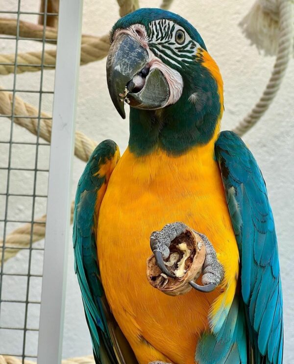 Blue-throated Macaw Parrots