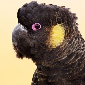 Bradley – Yellow Tailed Black Cockatoo