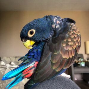 Bronze Winged Pionus Parrots For Sale Online - Live Parrots