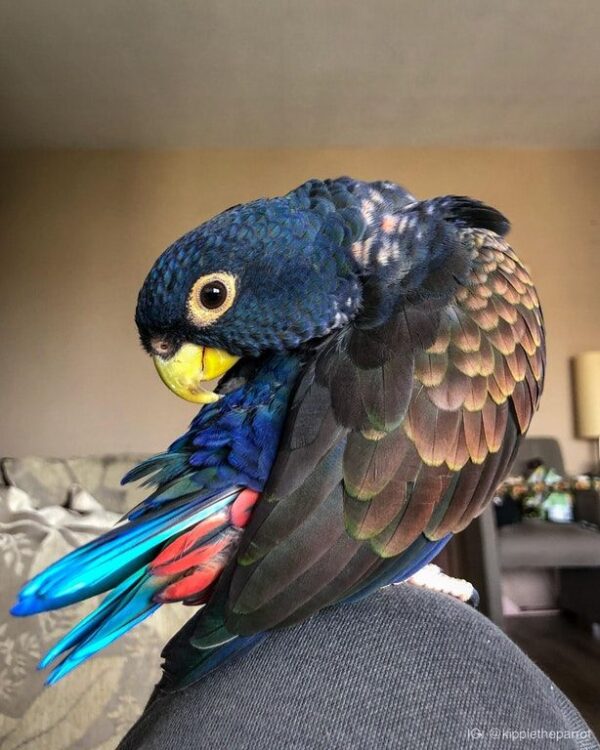 Bronze Winged Pionus Parrots For Sale Online - Live Parrots