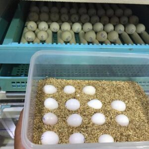 Buy African Grey Parrot Eggs